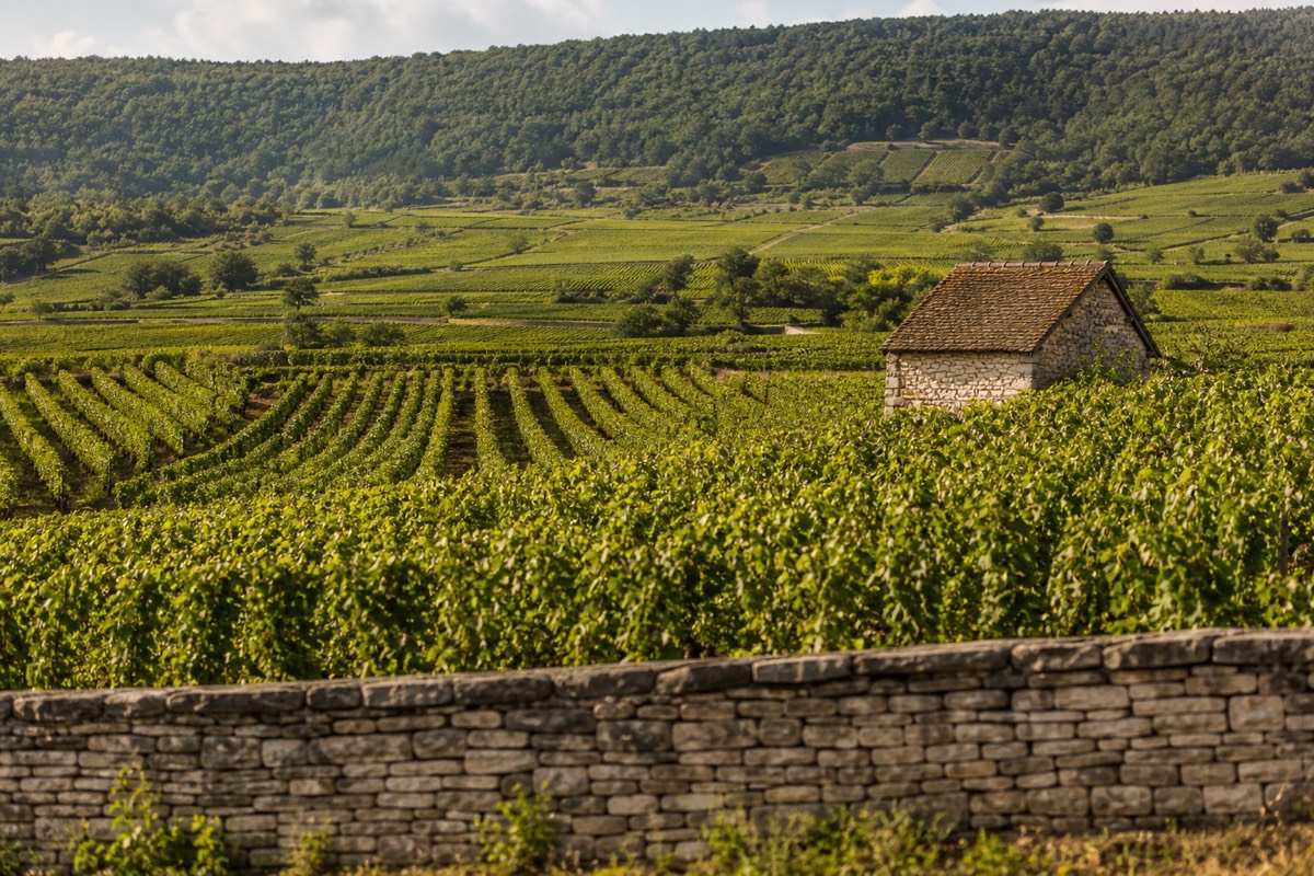 Vineyards around Beaune in Burgundy, a crossing point on two routes